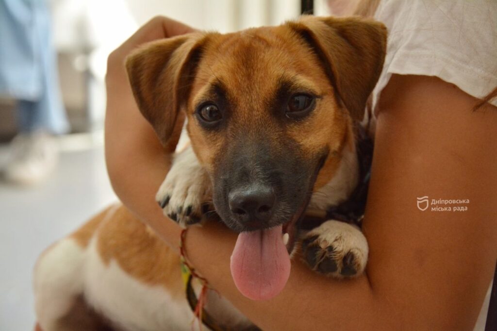 Від англійської мови до грумера та гончарства. Які дитячі гуртки цьогоріч відкрили у Дніпрі