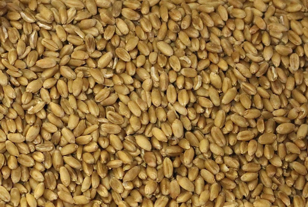 Зерно війни та його заручники