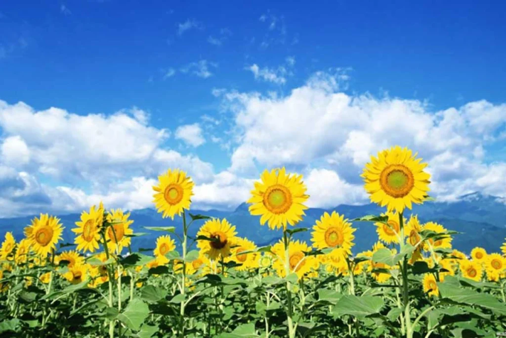 На українців чекає тепле літо: метеорологиня спрогнозувала, яким буде кожен місяць